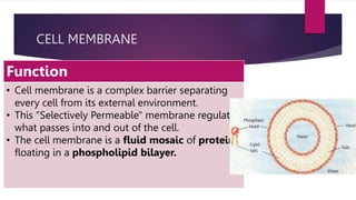 CELL MEMBRANE
Function
• Cell membrane is a complex barrier separating
every cell from its external environment.
• This "Selectively Permeable" membrane regulates
what passes into and out of the cell.
• The cell membrane is a fluid mosaic of proteins
floating in a phospholipid bilayer.
 