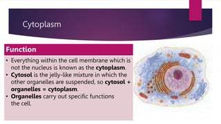 Cytoplasm
Function
• Everything within the cell membrane which is
not the nucleus is known as the cytoplasm.
• Cytosol is the jelly-like mixture in which the
other organelles are suspended, so cytosol +
organelles = cytoplasm.
• Organelles carry out specific functions
the cell.
 