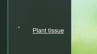 z
Plant tissue
 