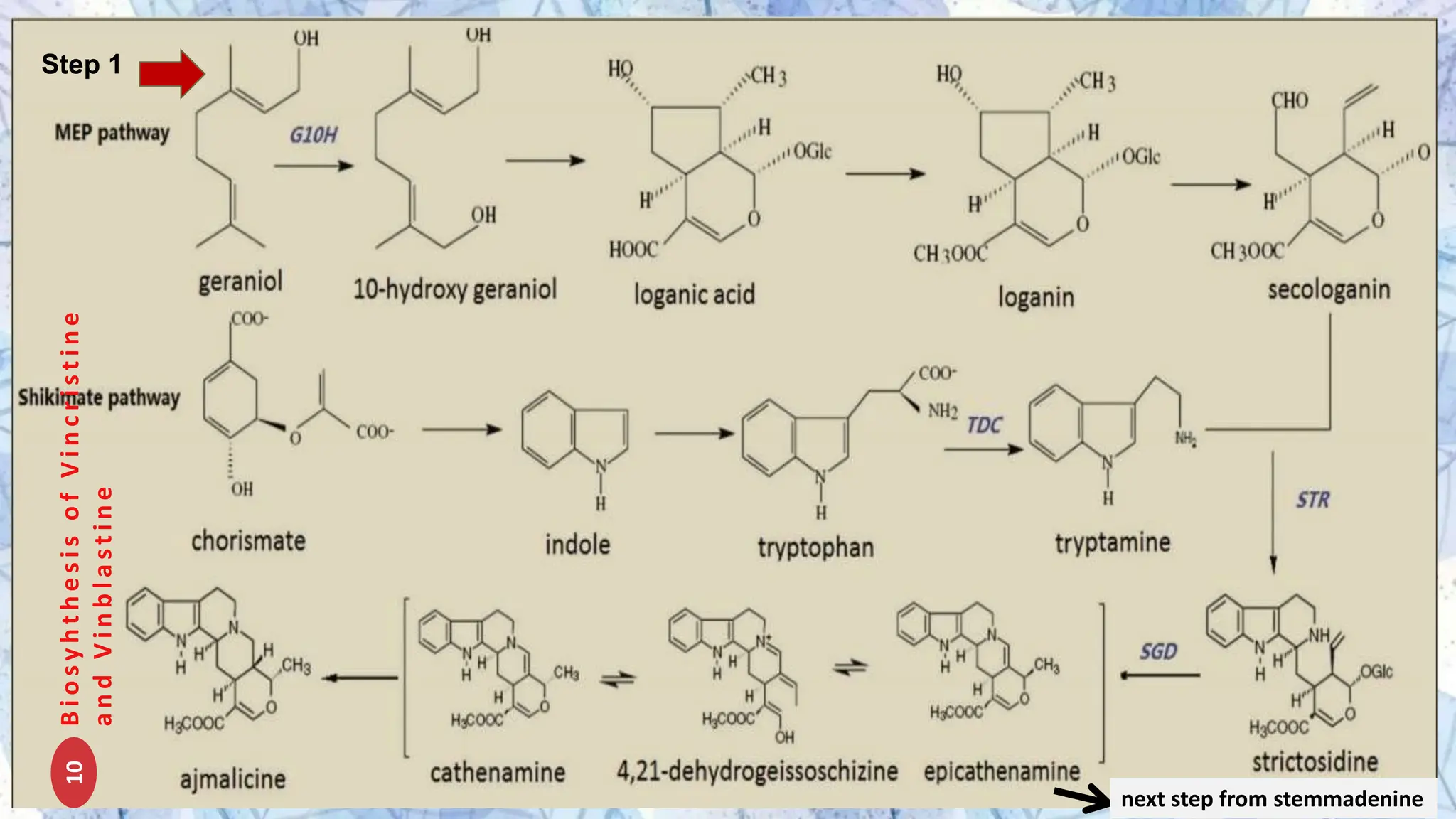 Biosynthesis of secondary metabolites | PPTX