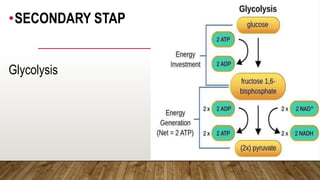 •SECONDARY STAP
Glycolysis
 