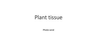 Plant tissue
Photo send
 
