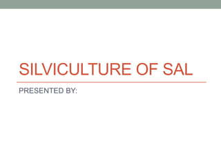 SILVICULTURE OF SAL
PRESENTED BY:
 
