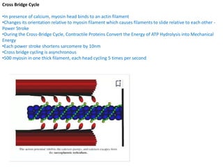 Cross Bridge Cycle
•In presence of calcium, myosin head binds to an actin filament
•Changes its orientation relative to myosin filament which causes filaments to slide relative to each other -
Power Stroke
•During the Cross-Bridge Cycle, Contractile Proteins Convert the Energy of ATP Hydrolysis into Mechanical
Energy
•Each power stroke shortens sarcomere by 10nm
•Cross bridge cycling is asynchronous
•500 myosin in one thick filament, each head cycling 5 times per second
 