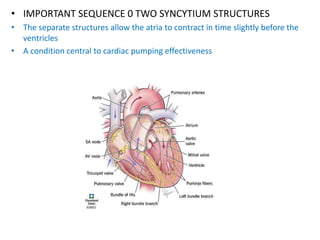 Presentation on cardiac system of human body | PPTX