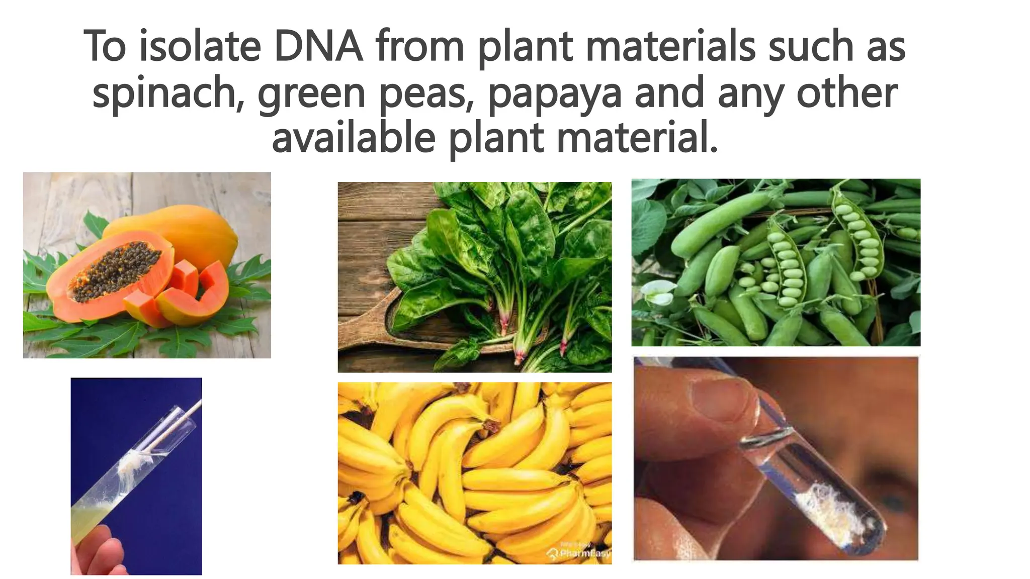 DNA extraction from Banana, green pea seeds and spinach.pptx