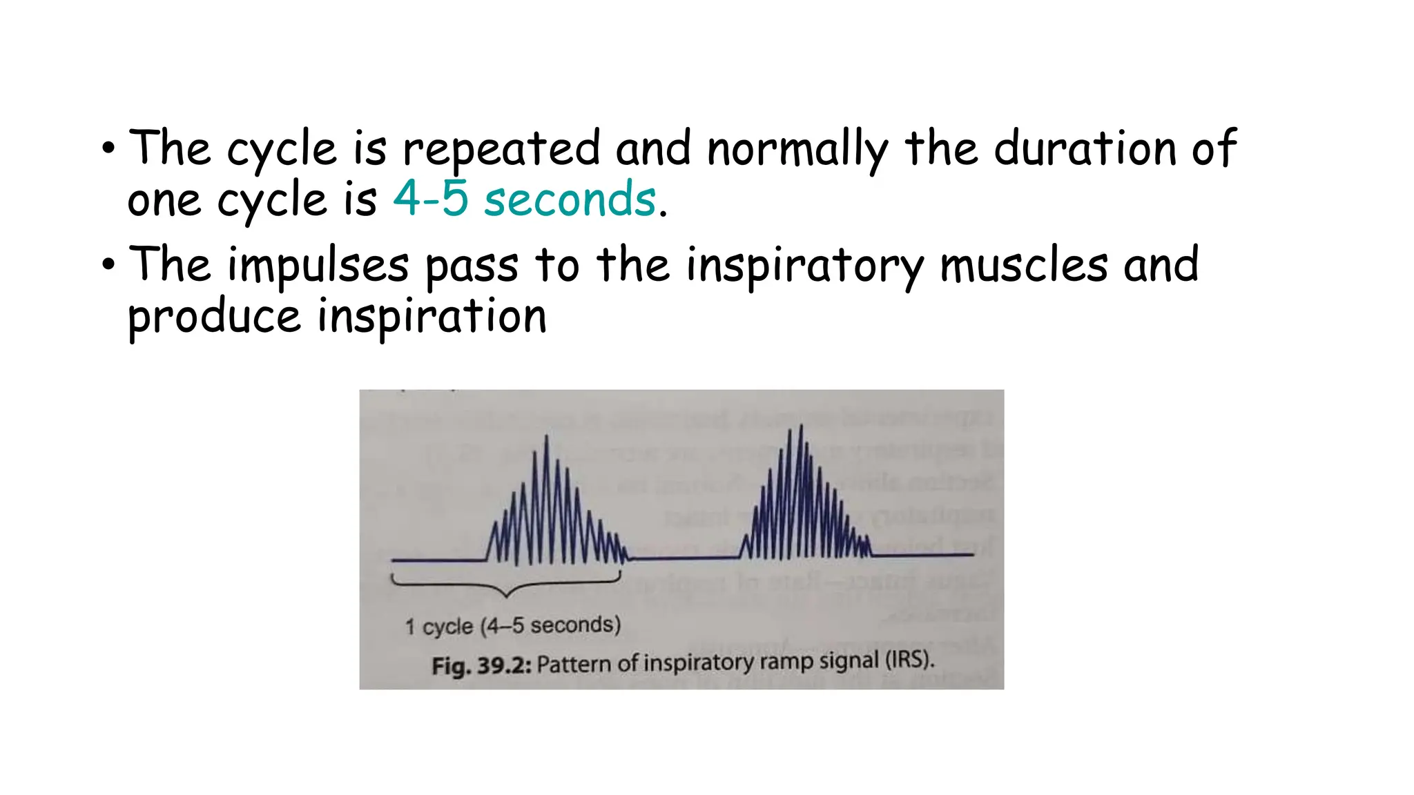 • The cycle is repeated and normally the duration of
one cycle is 4-5 seconds.
• The impulses pass to the inspiratory muscles and
produce inspiration
 
