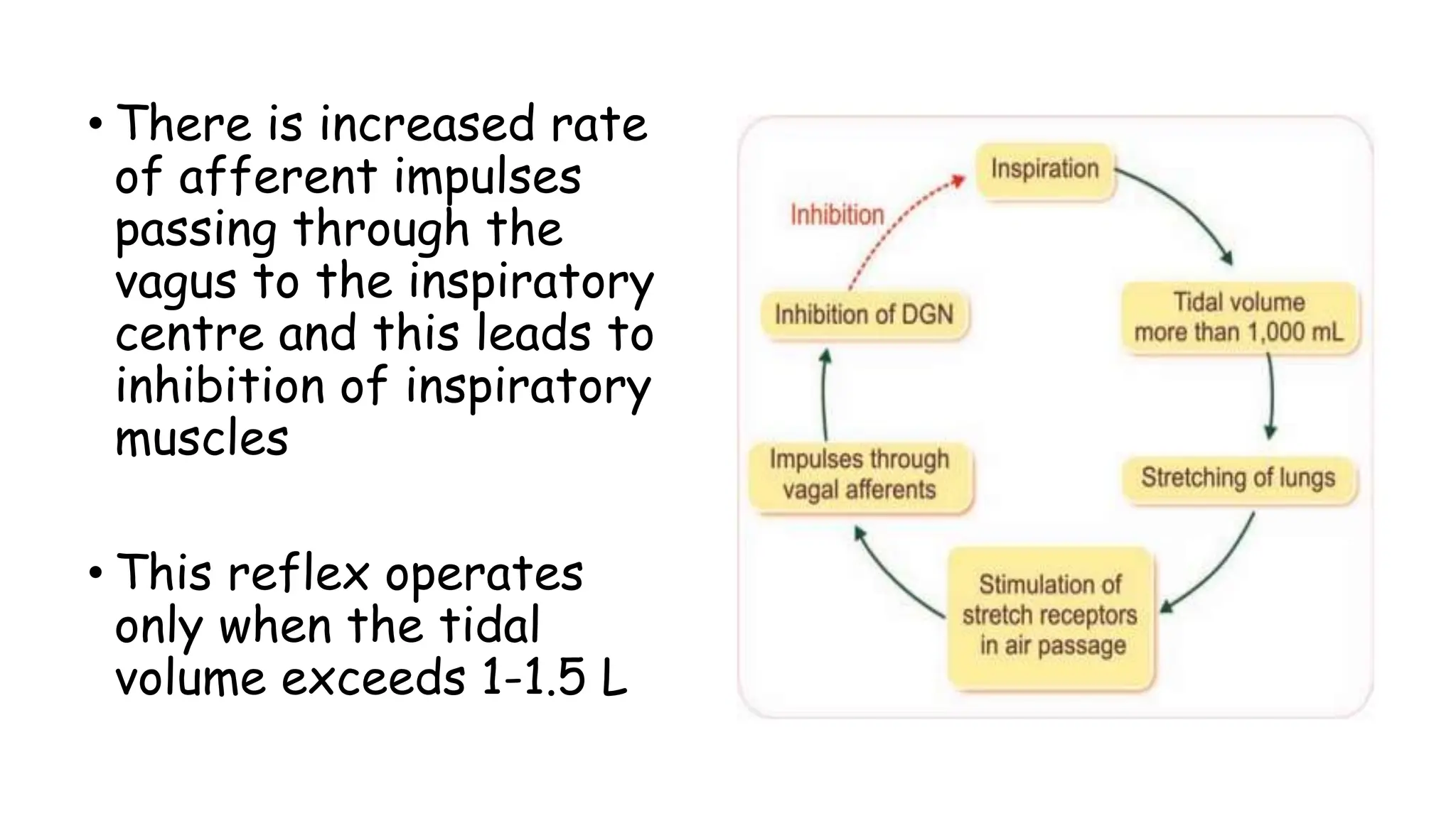 • There is increased rate
of afferent impulses
passing through the
vagus to the inspiratory
centre and this leads to
inhibition of inspiratory
muscles
• This reflex operates
only when the tidal
volume exceeds 1-1.5 L
 