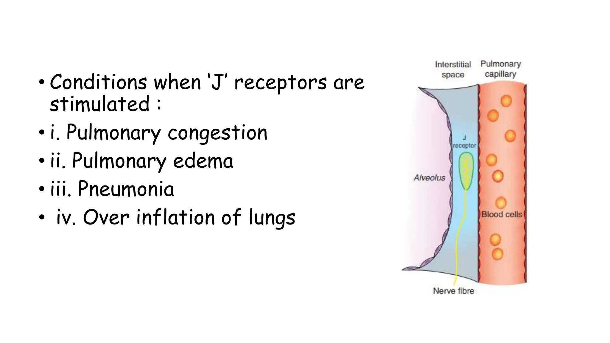 • Conditions when ‘J’ receptors are
stimulated :
• i. Pulmonary congestion
• ii. Pulmonary edema
• iii. Pneumonia
• iv. Over inflation of lungs
 