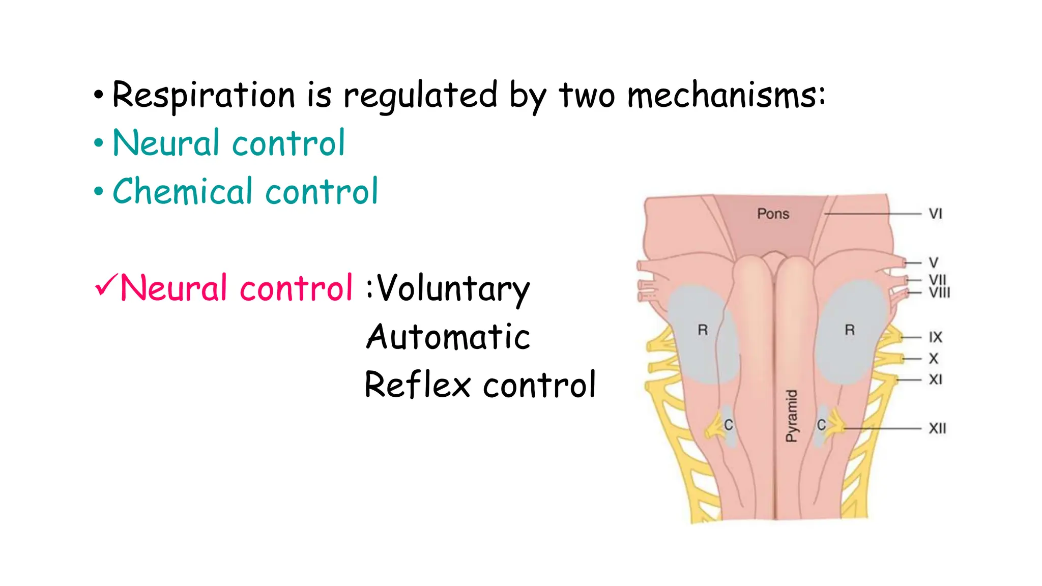 • Respiration is regulated by two mechanisms:
• Neural control
• Chemical control
Neural control :Voluntary
Automatic
Reflex control
 