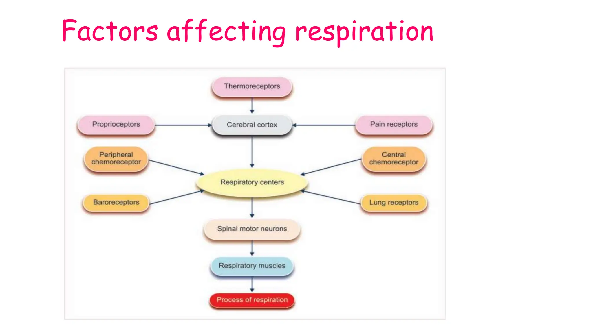 Factors affecting respiration
 