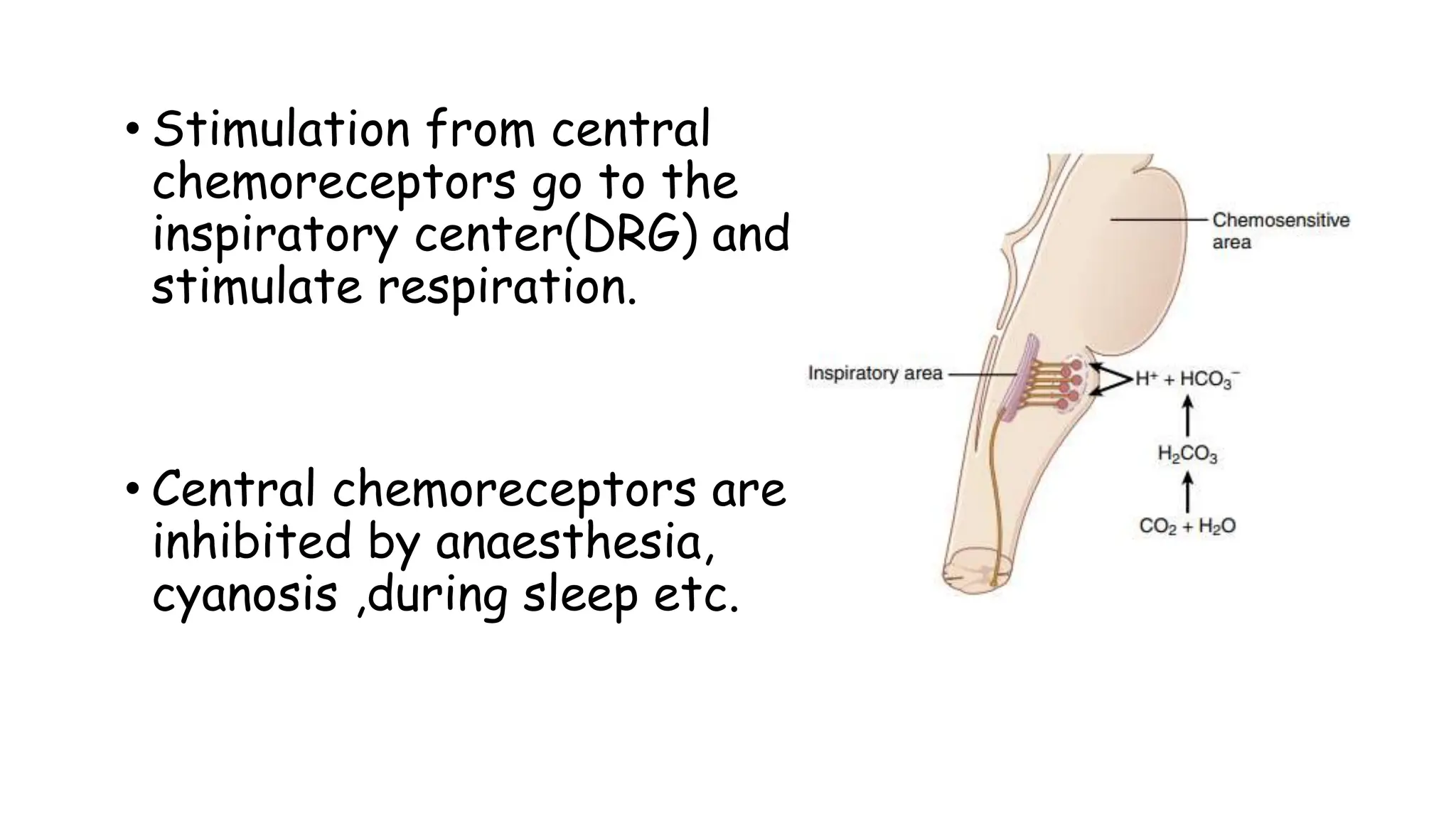 • Stimulation from central
chemoreceptors go to the
inspiratory center(DRG) and
stimulate respiration.
• Central chemoreceptors are
inhibited by anaesthesia,
cyanosis ,during sleep etc.
 