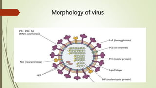 ORTHOMYXOVIRUSES POWERPOINT PRESENTATION | PPTX