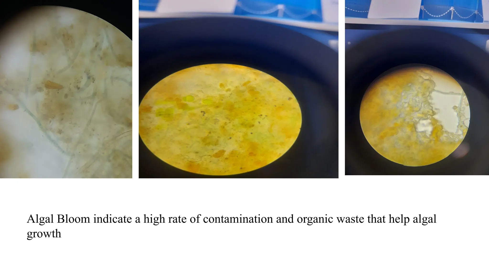 Algal Bloom indicate a high rate of contamination and organic waste that help algal
growth
 