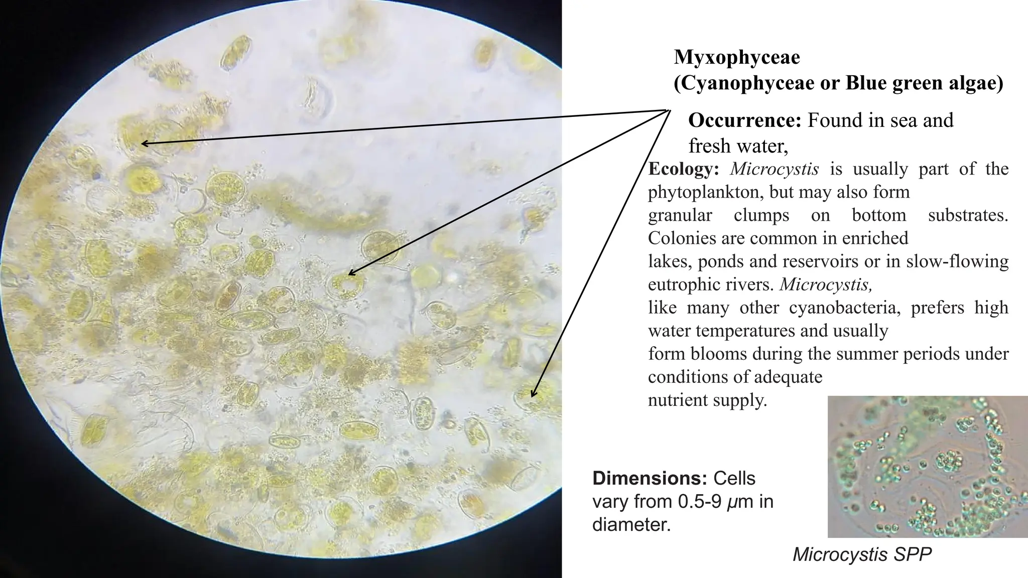 Occurrence: Found in sea and
fresh water,
Myxophyceae
(Cyanophyceae or Blue green algae)
Dimensions: Cells
vary from 0.5-9 μm in
diameter.
Microcystis SPP
Ecology: Microcystis is usually part of the
phytoplankton, but may also form
granular clumps on bottom substrates.
Colonies are common in enriched
lakes, ponds and reservoirs or in slow-flowing
eutrophic rivers. Microcystis,
like many other cyanobacteria, prefers high
water temperatures and usually
form blooms during the summer periods under
conditions of adequate
nutrient supply.
 