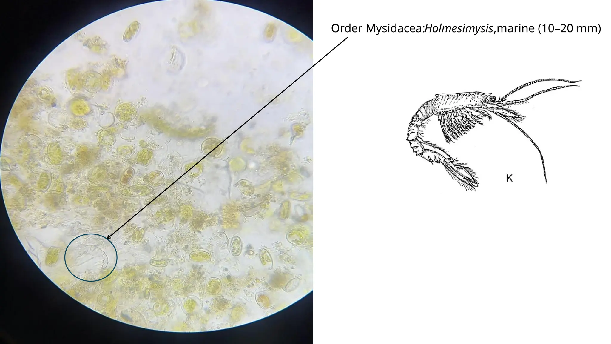 Order Mysidacea:Holmesimysis,marine (10–20 mm)
 