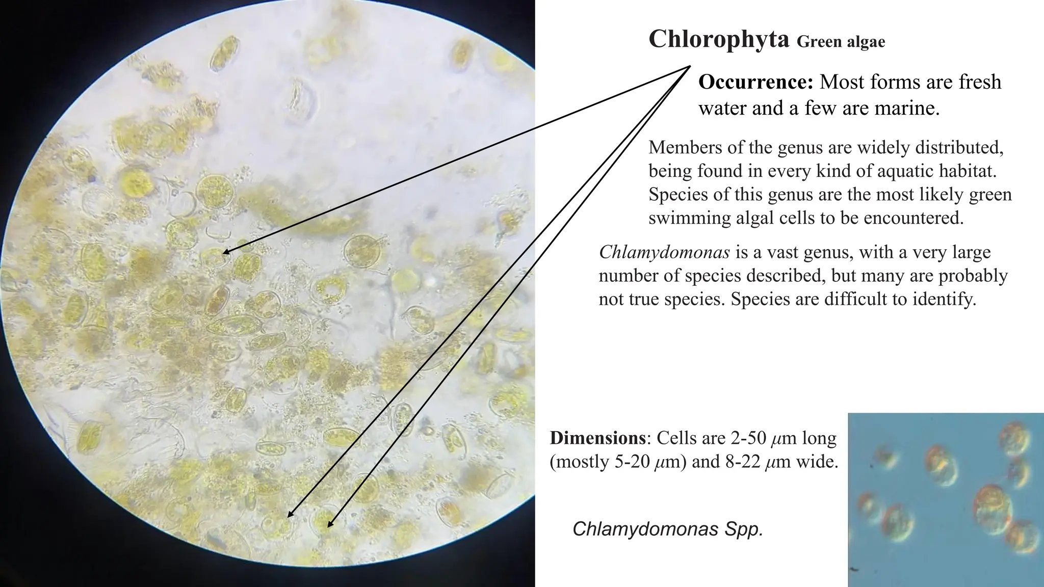 Chlorophyta Green algae
Occurrence: Most forms are fresh
water and a few are marine.
Dimensions: Cells are 2-50 μm long
(mostly 5-20 μm) and 8-22 μm wide.
Chlamydomonas Spp.
Members of the genus are widely distributed,
being found in every kind of aquatic habitat.
Species of this genus are the most likely green
swimming algal cells to be encountered.
Chlamydomonas is a vast genus, with a very large
number of species described, but many are probably
not true species. Species are difficult to identify.
 