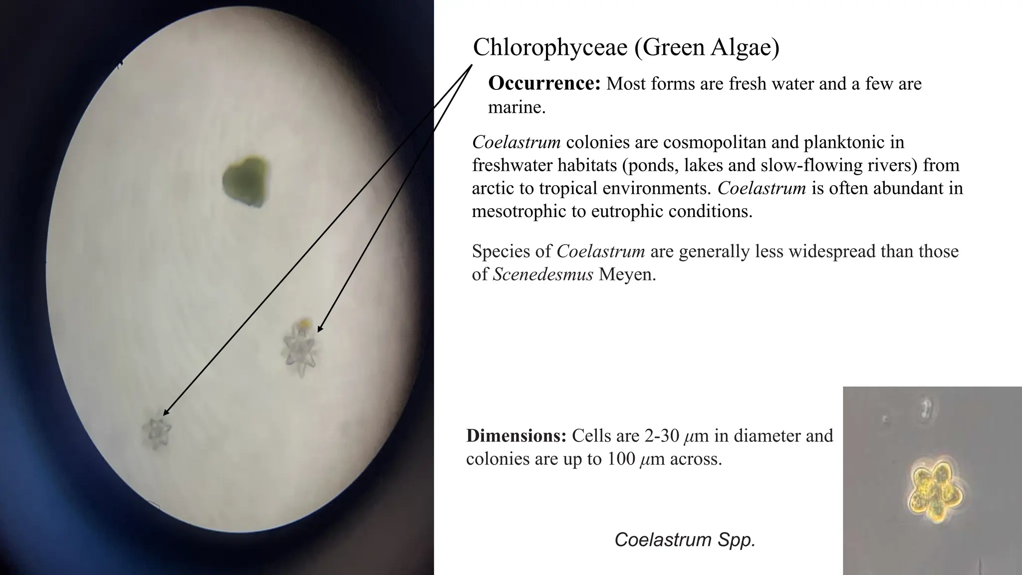 Chlorophyceae (Green Algae)
Occurrence: Most forms are fresh water and a few are
marine.
Coelastrum colonies are cosmopolitan and planktonic in
freshwater habitats (ponds, lakes and slow-flowing rivers) from
arctic to tropical environments. Coelastrum is often abundant in
mesotrophic to eutrophic conditions.
Coelastrum Spp.
Dimensions: Cells are 2-30 μm in diameter and
colonies are up to 100 μm across.
Species of Coelastrum are generally less widespread than those
of Scenedesmus Meyen.
 