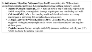 2. Activation of Signaling Pathways: Upon PAMP recognition, the PRRs activate
downstream signaling pathways. Key molecules involved in these pathways include:
• Reactive Oxygen Species (ROS): A burst of ROS is one of the early responses to
PAMP recognition, causing direct damage to pathogens and reinforcing cell walls.
• Calcium (Ca2+) Influx: Increased cytosolic calcium levels act as secondary
messengers in activating defense-related gene expression.
• Mitogen-Activated Protein Kinase (MAPK) Cascades: MAPK cascades are
triggered, leading to phosphorylation of various transcription factors that regulate
defense genes.
• Phytohormones: Such as salicylic acid (SA), jasmonic acid (JA), and ethylene (ET),
which modulate the defense response.
 