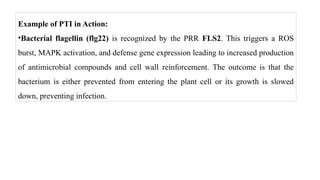 Example of PTI in Action:
•Bacterial flagellin (flg22) is recognized by the PRR FLS2. This triggers a ROS
burst, MAPK activation, and defense gene expression leading to increased production
of antimicrobial compounds and cell wall reinforcement. The outcome is that the
bacterium is either prevented from entering the plant cell or its growth is slowed
down, preventing infection.
 
