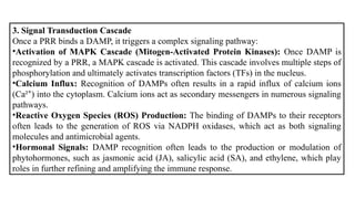 3. Signal Transduction Cascade
Once a PRR binds a DAMP, it triggers a complex signaling pathway:
•Activation of MAPK Cascade (Mitogen-Activated Protein Kinases): Once DAMP is
recognized by a PRR, a MAPK cascade is activated. This cascade involves multiple steps of
phosphorylation and ultimately activates transcription factors (TFs) in the nucleus.
•Calcium Influx: Recognition of DAMPs often results in a rapid influx of calcium ions
(Ca² ) into the cytoplasm. Calcium ions act as secondary messengers in numerous signaling
⁺
pathways.
•Reactive Oxygen Species (ROS) Production: The binding of DAMPs to their receptors
often leads to the generation of ROS via NADPH oxidases, which act as both signaling
molecules and antimicrobial agents.
•Hormonal Signals: DAMP recognition often leads to the production or modulation of
phytohormones, such as jasmonic acid (JA), salicylic acid (SA), and ethylene, which play
roles in further refining and amplifying the immune response.
 