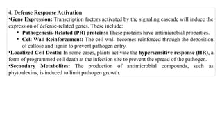 4. Defense Response Activation
•Gene Expression: Transcription factors activated by the signaling cascade will induce the
expression of defense-related genes. These include:
• Pathogenesis-Related (PR) proteins: These proteins have antimicrobial properties.
• Cell Wall Reinforcement: The cell wall becomes reinforced through the deposition
of callose and lignin to prevent pathogen entry.
•Localized Cell Death: In some cases, plants activate the hypersensitive response (HR), a
form of programmed cell death at the infection site to prevent the spread of the pathogen.
•Secondary Metabolites: The production of antimicrobial compounds, such as
phytoalexins, is induced to limit pathogen growth.
 