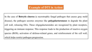 In the case of Botrytis cinerea (a necrotrophic fungal pathogen that causes gray mold
disease), the pathogen secretes enzymes like polygalacturonases to degrade the plant
cell wall, releasing OGs. These oligogalacturonides are recognized by plant receptors,
triggering an immune response. This response leads to the production of reactive oxygen
species (ROS), activation of defense-related genes, and reinforcement of the cell wall,
which helps restrict pathogen progression.
Example of DTI in Action
 