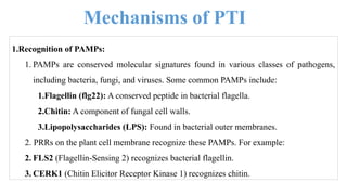 1.Recognition of PAMPs:
1. PAMPs are conserved molecular signatures found in various classes of pathogens,
including bacteria, fungi, and viruses. Some common PAMPs include:
1.Flagellin (flg22): A conserved peptide in bacterial flagella.
2.Chitin: A component of fungal cell walls.
3.Lipopolysaccharides (LPS): Found in bacterial outer membranes.
2. PRRs on the plant cell membrane recognize these PAMPs. For example:
2. FLS2 (Flagellin-Sensing 2) recognizes bacterial flagellin.
3. CERK1 (Chitin Elicitor Receptor Kinase 1) recognizes chitin.
Mechanisms of PTI
 