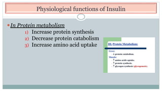 Physiological functions of Insulin
⚫In Protein metabolism
1) Increase protein synthesis
2) Decrease protein catabolism
3) Increase amino acid uptake
 
