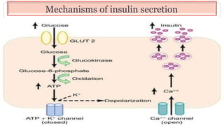 Mechanisms of insulin secretion
 