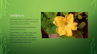 UNISEXUAL
1.Unisexual refers to an organism or a plant
that contains only one type of reproductive
system, either male or female.
2.Some examples of bisexual plants are
papaya and watermelon
coconut flowers, cucumber, maize, white
mulberry, musk melon, castor bean,
marrow, luffa, snake gourd, bitter gourd,
tapioca, pumpkin, American holly, birch,
pine, gopher purge, tungoil bean
 