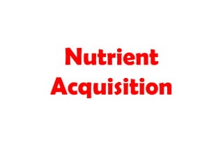 Nutrient
Acquisition
 