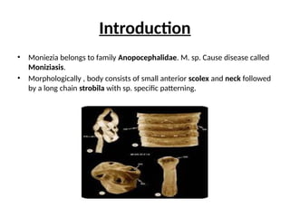 Introduction
• Moniezia belongs to family Anopocephalidae. M. sp. Cause disease called
Moniziasis.
• Morphologically , body consists of small anterior scolex and neck followed
by a long chain strobila with sp. specific patterning.
 