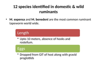 12 species identified in domestic & wild
ruminants
• M. expensa and M. benedeni are the most common ruminant
tapeworm world wide.
Length
• Upto 10 meters, absence of hooks and
rostellum.
Eggs
• Dropped from GIT of host along with gravid
proglottids
 