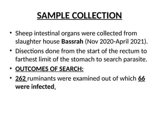 SAMPLE COLLECTION
• Sheep intestinal organs were collected from
slaughter house Bassrah (Nov 2020-April 2021).
• Disections done from the start of the rectum to
farthest limit of the stomach to search parasite.
• OUTCOMES OF SEARCH:
• 262 ruminants were examined out of which 66
were infected.
 