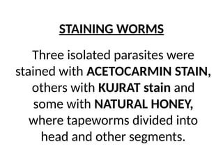 STAINING WORMS
Three isolated parasites were
stained with ACETOCARMIN STAIN,
others with KUJRAT stain and
some with NATURAL HONEY,
where tapeworms divided into
head and other segments.
 