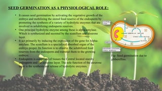 10
SEED GERMINATION AS A PHYSIOLOGICAL ROLE:
• It causes seed germination by activating the vegetative growth of the
embryo and mobilizing the stored food reserve of the endosperm by
promoting the synthesis of a variety of hydrolytic enzymes that are
involved in solubilizing endosperm reserves.
• One principal hydrolytic enzyme among these is alpha-amylase.
Which is synthesized and secreted by the scutellum and aleurone
layer.
• It act primarily by inducing the expression of the gene for Alpha-
amylase. The scutellum is a specialized absorbed organ of the
embryo proper. Its function is to observe the solubilized food
reserves from the endosperm and transmit them to the growing
embryo.
• Endosperm is composed of tissues the Central located starchy
endosperm and the aleurone layer. The sole function of the aleurone
layer is the synthesis and release of hydrolytic enzymes.
Fig- Seed germination due to
gibberellins.
 