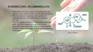 2
INTRODUCTION TO GIBBERELLINS:
• Gibberellins (GAs) are a group of plant hormones that
regulate various aspects of plant growth and development.
• They are terpenoid compounds, derived from the
isoprenoid pathway, and exhibit diverse biological
activities.
• They are a group of tetracyclic diterpenoid compounds
made up of four isoprene units and with the ent-
gibberellins ring skeleton that function as plant growth
regulators influencing a range of developmental processes
in the plants.
Fig: C19-GA
 