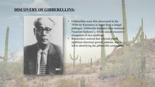 3
DISCOVERY OF GIBBERELLINS:
• Gibberellins were first discovered in the
1930s by Kurosawa in Japan from a fungal
pathogen, Gibberella fujikuroi (now renamed
Fusarium fujikuroi ), which caused excessive
elongation of rice seedlings.
• Researchers noticed that infected plants
exhibited abnormal growth patterns, which
led to identifying the gibberellin compounds.
 