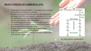 5
BIOSYNTHESIS OF GIBBERELLINS:
• Geranylgeranyl pyrophosphate ( a 20-carbon linear molecule )
is converted to ent-kaurene in plastids.
• Kaurene is transported from the plastid to the endoplasmic
reticulum. In the ER, ent-kaurene is oxidised to GA12, the
first gibberellin in the biosynthetic pathway in all plants and
the precursor of all the other gibberellins.
• The hydroxylation of carbon-13 of GA12 gives GA53
• In e cytosol, GA12 or GA53, each of which has 20 carbon
atoms is converted to other gibberellins.
• Enzyme Ga20 oxidase catalyzes the oxidation steps
includingthe removal of carbon20 as co2
• In the cytosol, GA12 and GA53 gives bioactive gibberellins
GA4 and GA1 respectively.
Fig- Biosynthesis of gibberellins.
 