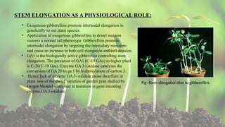 7
STEM ELONGATION AS A PHYSIOLOGICAL ROLE:
• Exogenous gibberellins promote internodal elongation in
genetically to our plant species.
• Application of exogenous gibberellins to drawf mutants
restores a normal tall phenotype. Gibberellins promote
internodal elongation by targeting the intercalary meristem
and cause an increase in both cell elongation and cell division.
• GA1 is the biologically active gibberellin controlling stem
elongation. The precursor of GA1 (C-19 GAs) in higher plant
is C-20(C-19 Gas). Enzyme GA 3- oxidase catalyses the
conversion of GA 20 to ga 1 by hydroxylation of carbon 3.
• Hence lack of enzyme GA 3- oxidase cause dwarfism in
plant. one of the dwarf varieties of garden peas studied by
Gregor Mendel arises due to mutation in gene encoding
enzyme GA 3-oxidase.
Fig- Stem elongation due to gibberellins.
 