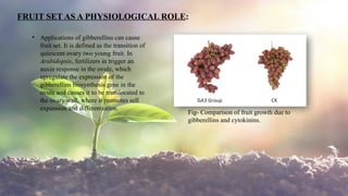 9
FRUIT SET AS A PHYSIOLOGICAL ROLE:
• Applications of gibberellins can cause
fruit set. It is defined as the transition of
quiescent ovary two young fruit. In
Arabidopsis, fertilizers in trigger an
auxin response in the ovule, which
upregulate the expression of the
gibberellins biosynthesis gene in the
ovule and causes it to be translocated to
the ovary wall, where it promotes sell
expansion and differentiation.
Fig- Comparison of fruit growth due to
gibberellins and cytokinins.
 