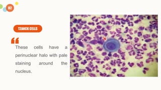 Perinuclear Staining Fungal culture and it's investigation which are required | PPTX
