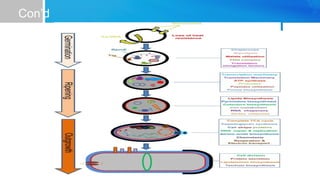 Bacteria Endospore Formation and Germination | PPTX