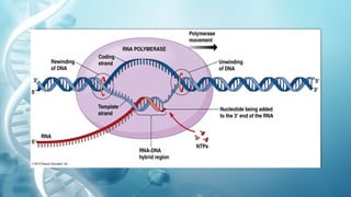 TRANSCRIPTION IN PROKARYOTES AND EUKARYOTES | PPTX