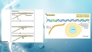 TRANSCRIPTION IN PROKARYOTES AND EUKARYOTES | PPTX