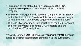 TRANSCRIPTION IN PROKARYOTES AND EUKARYOTES | PPTX