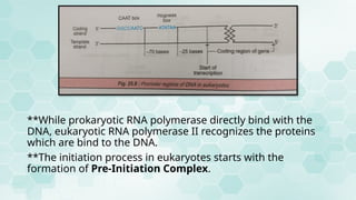 TRANSCRIPTION IN PROKARYOTES AND EUKARYOTES | PPTX