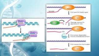 TRANSCRIPTION IN PROKARYOTES AND EUKARYOTES | PPTX