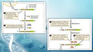 TRANSCRIPTION IN PROKARYOTES AND EUKARYOTES | PPTX